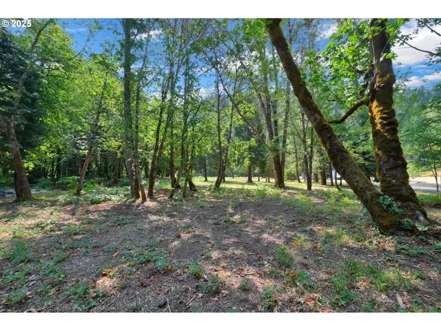 a view of a bunch of trees and bushes