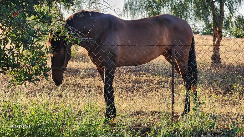 14053 McNally Road Valley Center, CA 92082 - Photo 30 of 51 Horse next door