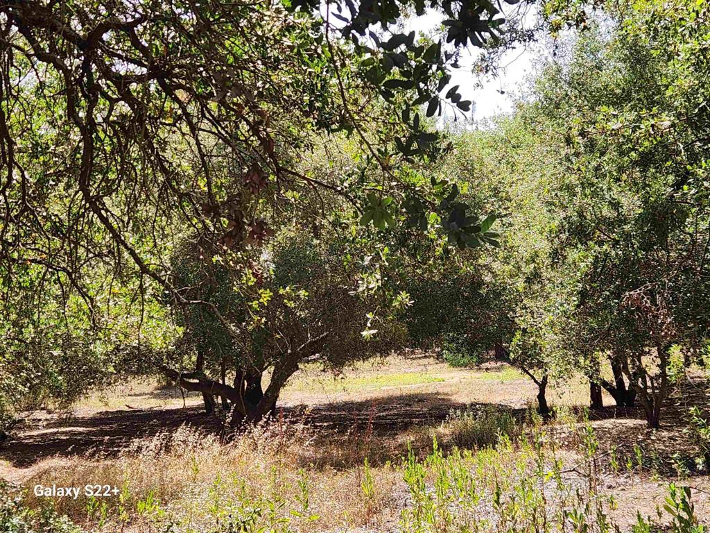 14053 McNally Road Valley Center, CA 92082 - Photo 38 of 51