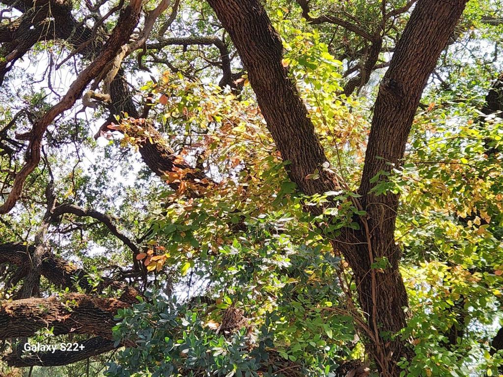 14053 McNally Road Valley Center, CA 92082 - Photo 46 of 51