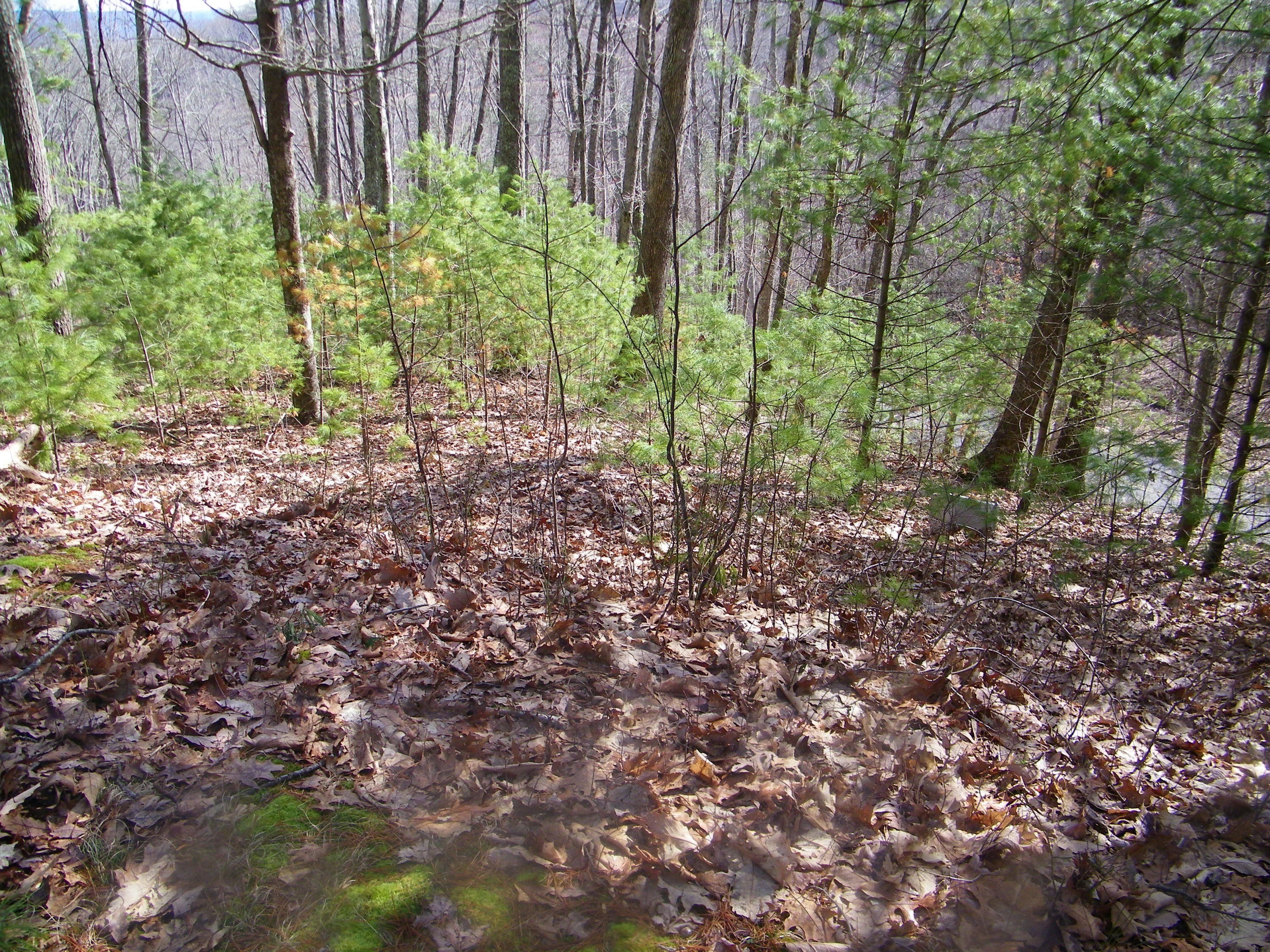 3829 Stone Mountain Road Coeburn, VA 24230 - Photo 14 of 19 106_1486