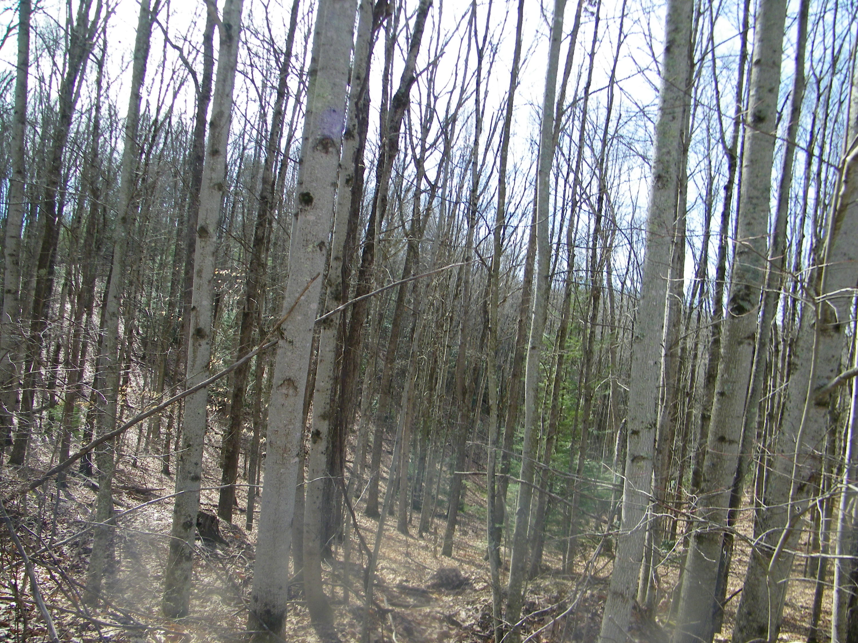 3829 Stone Mountain Road Coeburn, VA 24230 - Photo 5 of 19 106_1507