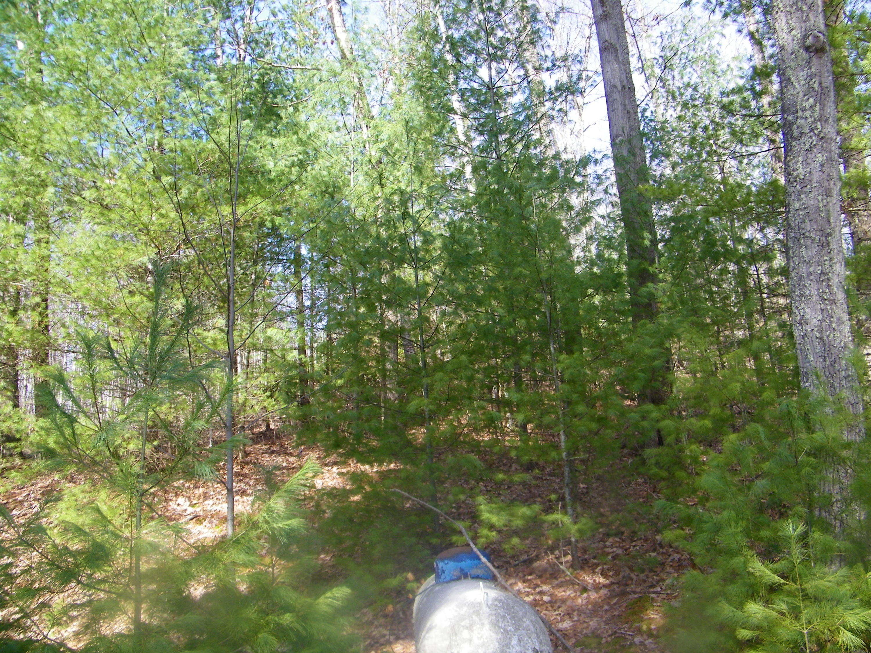 3829 Stone Mountain Road Coeburn, VA 24230 - Photo 9 of 19 106_1481