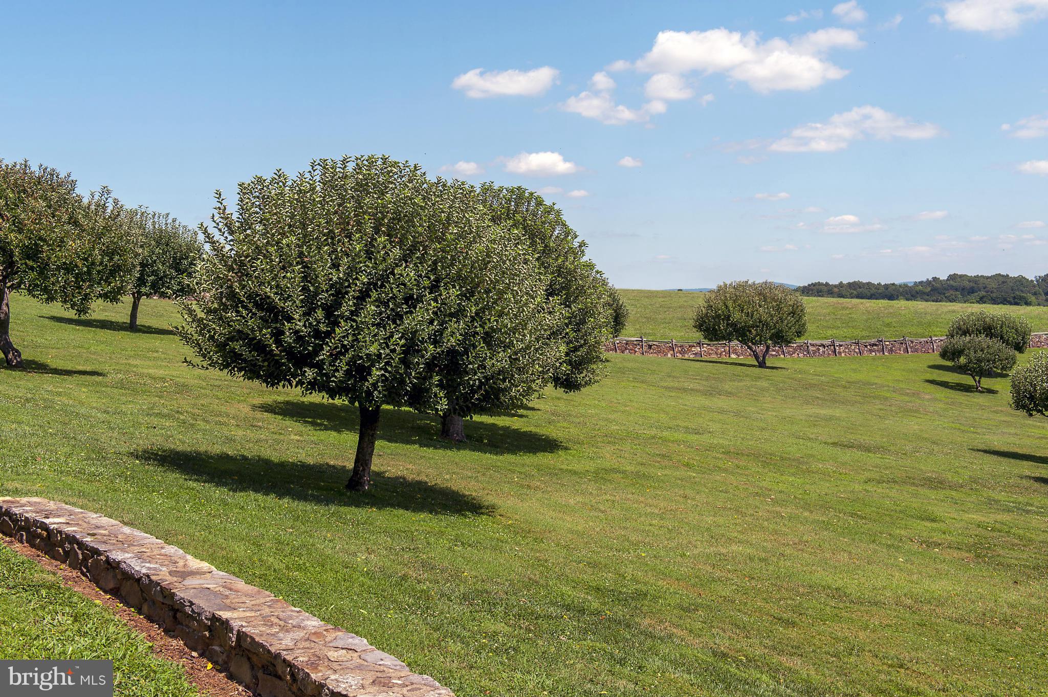 5170 Oak Spring Road Upperville, VA 20184 - Photo 6 of 11 Fruit Trees
