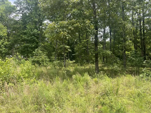 a view of a big yard with plants and large trees