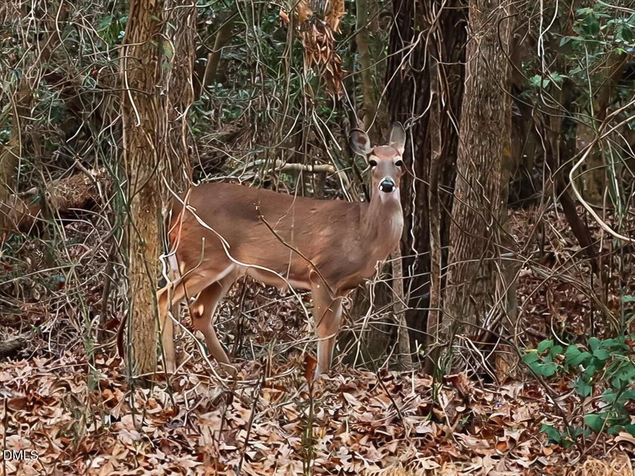 523 County Line Road Manson, NC 27553 - Photo 36 of 42 64-Wildlife