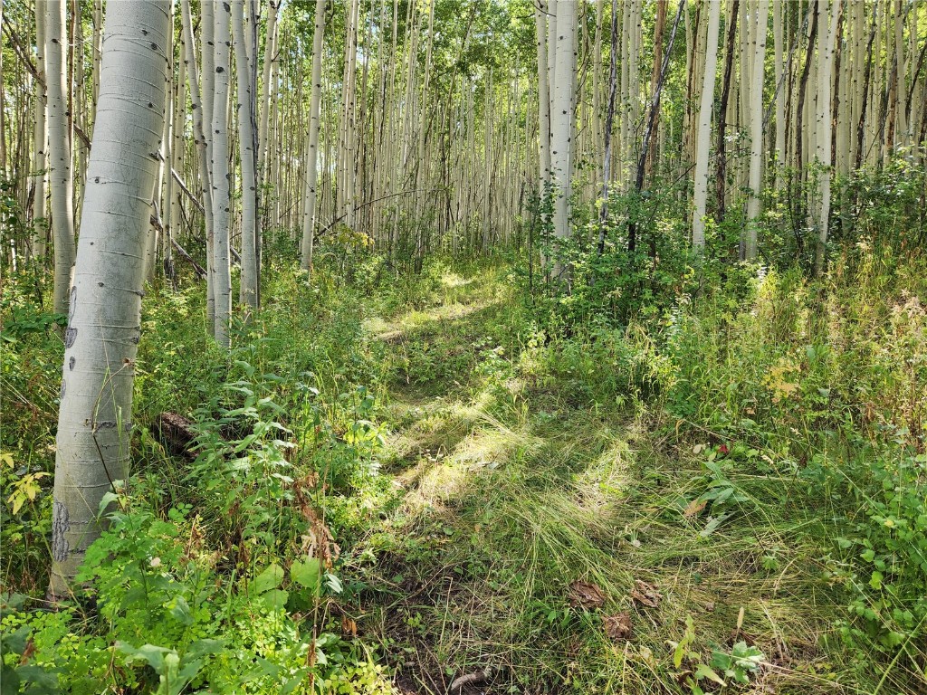 52002 County Road 8 Hamilton, CO 81638 - Photo 15 of 37 a view of a garden