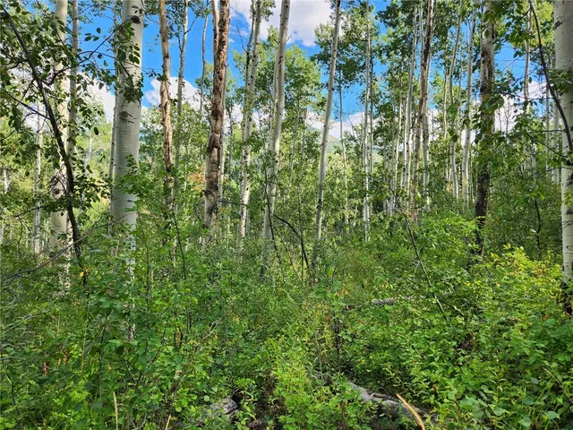 a view of a lush green forest