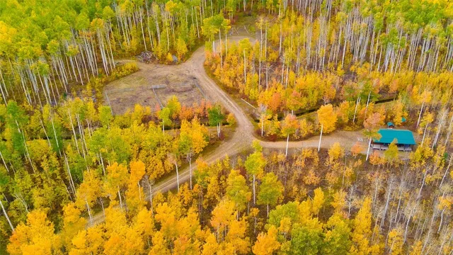 a view of a yard with plants and large trees