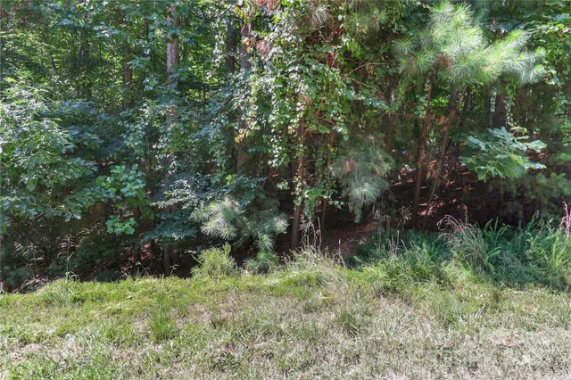 a view of a lush green forest