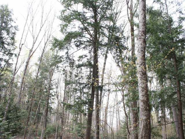 1-2 Everett Road, Unit LOTS Eagle River, WI 54521 - Photo 2 of 20 Gallery Image 2