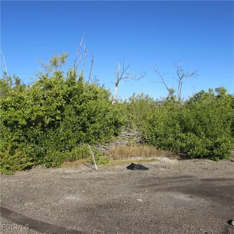 a view of a yard with plants and trees
