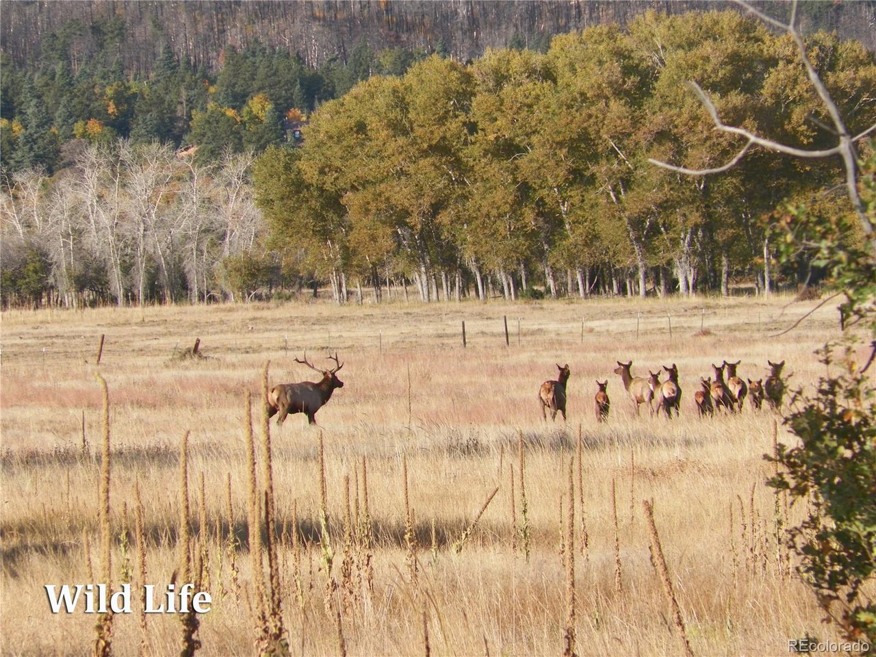 500 Two Creeks Cotopaxi, CO 81223 - Photo 45 of 50