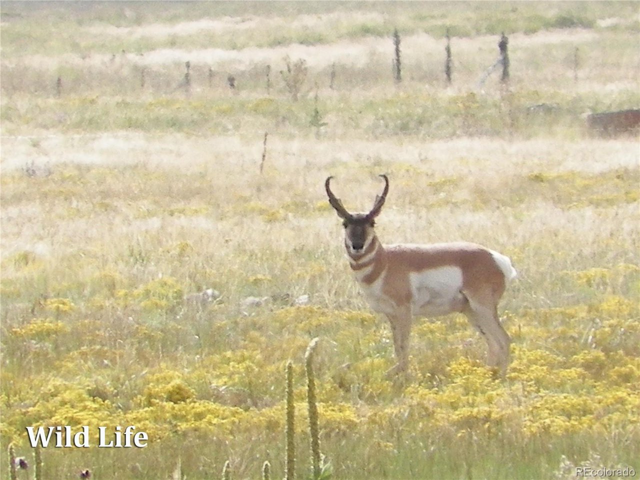500 Two Creeks Cotopaxi, CO 81223 - Photo 46 of 50 a close view of sink