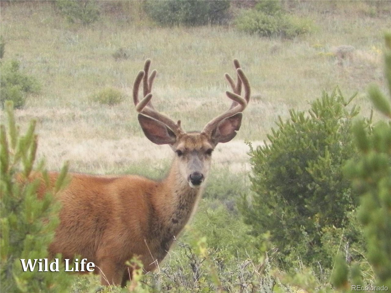 500 Two Creeks Cotopaxi, CO 81223 - Photo 47 of 50 a close view of tap