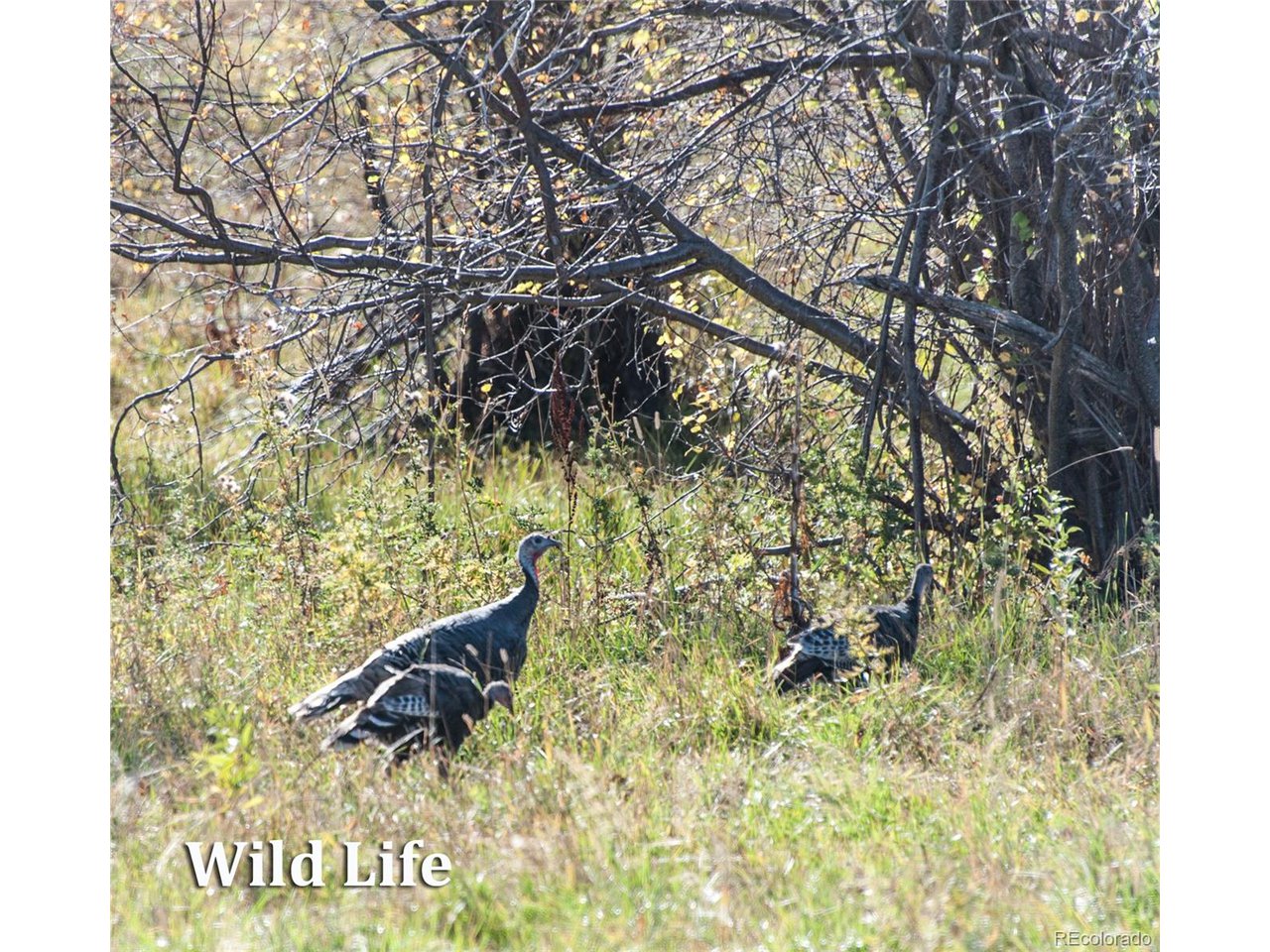 500 Two Creeks Cotopaxi, CO 81223 - Photo 48 of 50 a garden with trees in front of it