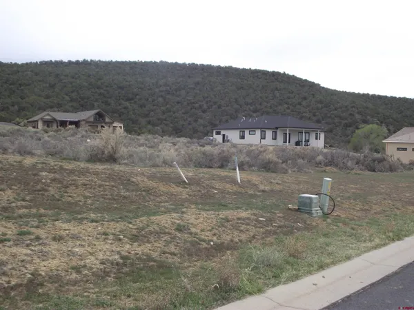 a view of a dry yard with trees