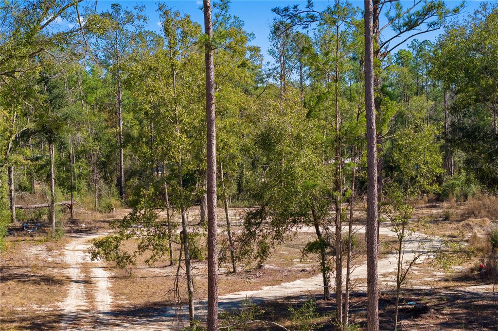 12th Terrace Live Oak, FL 32060 - Photo 42 of 69 a view of a forest