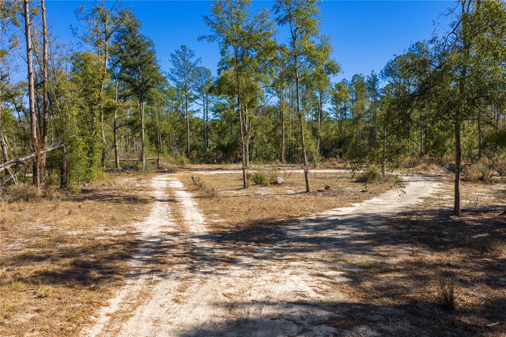 12th Terrace Live Oak, FL 32060 - Photo 53 of 69 a view of yard with trees
