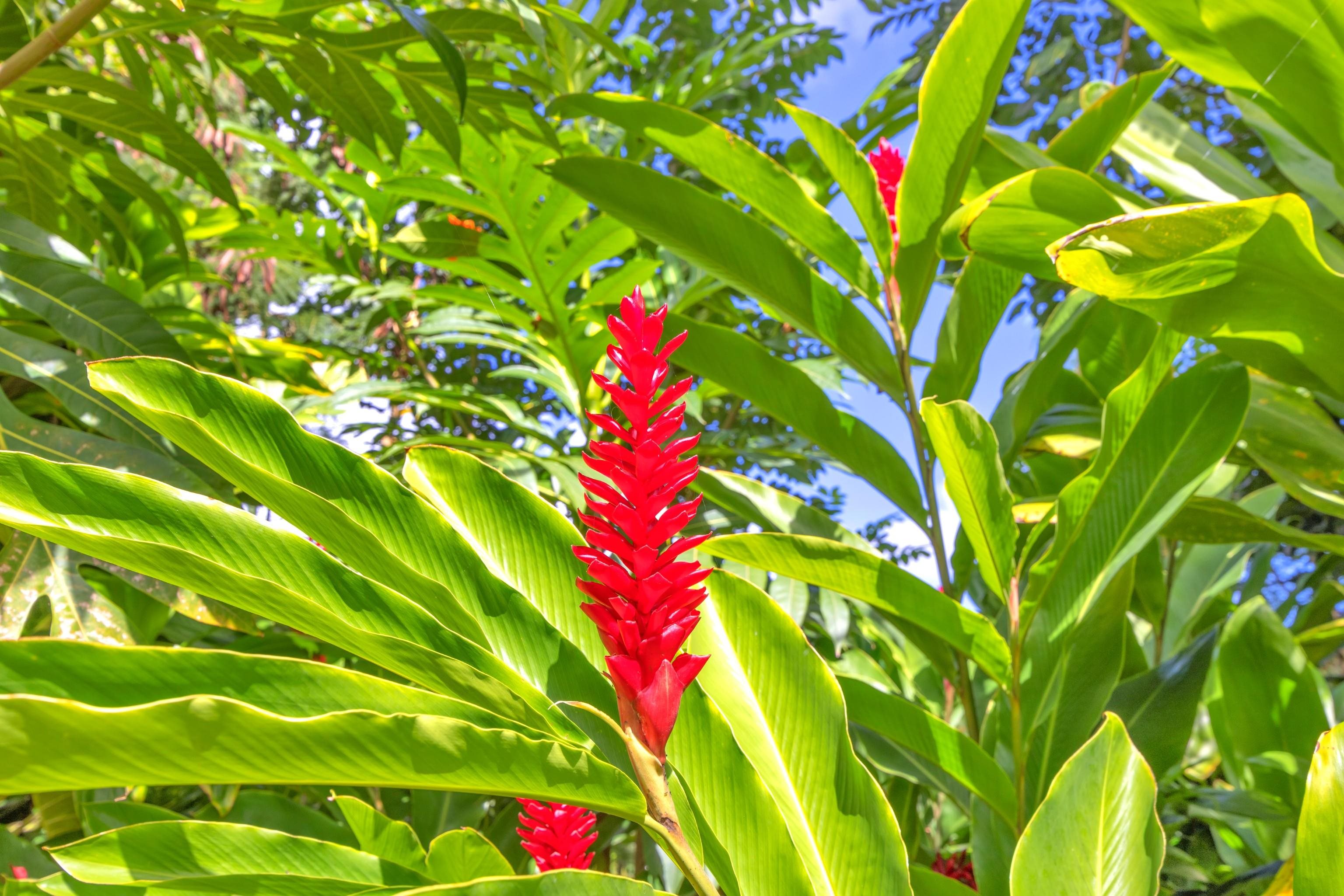 4685 Uakea Road Hana, HI 96713 - Photo 50 of 50