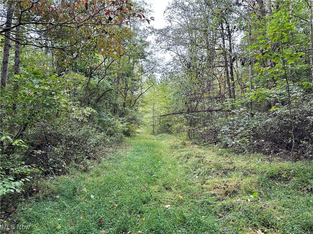 3275 Highland Ridge Road Lowell, OH 45744 - Photo 5 of 10 View of woods