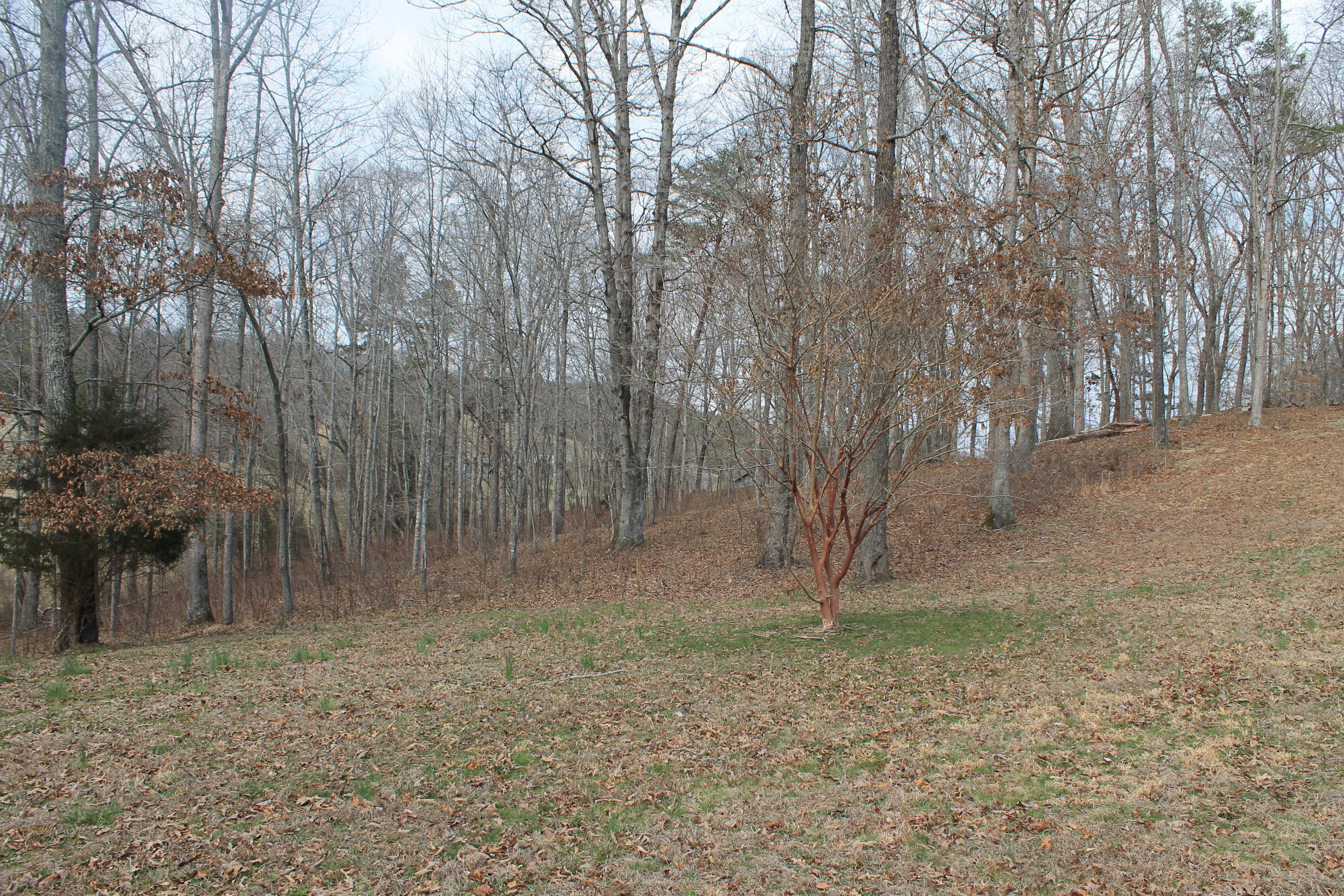 Oldholderford Road Kingston, TN 37763 - Photo 1 of 11 IMG_1598