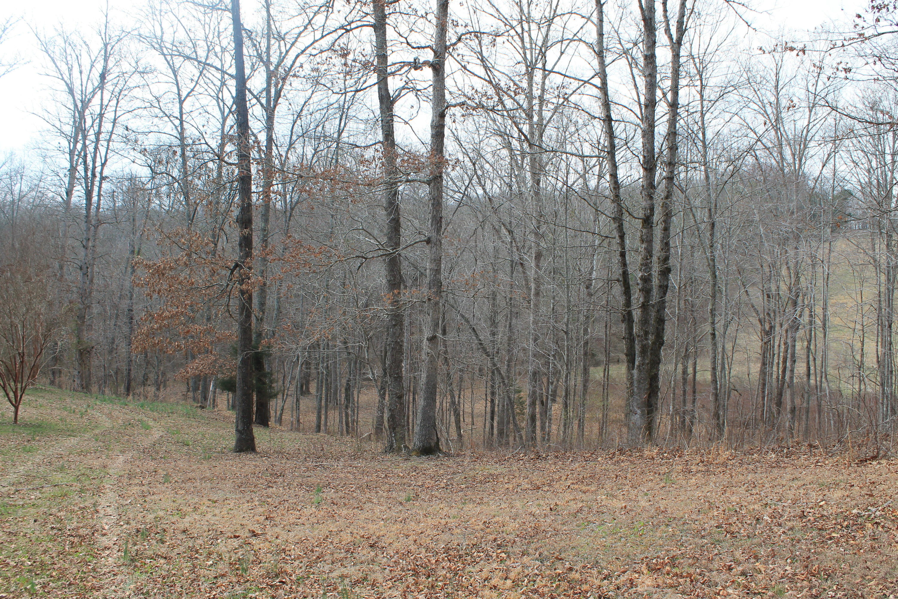 Oldholderford Road Kingston, TN 37763 - Photo 4 of 11 IMG_1602