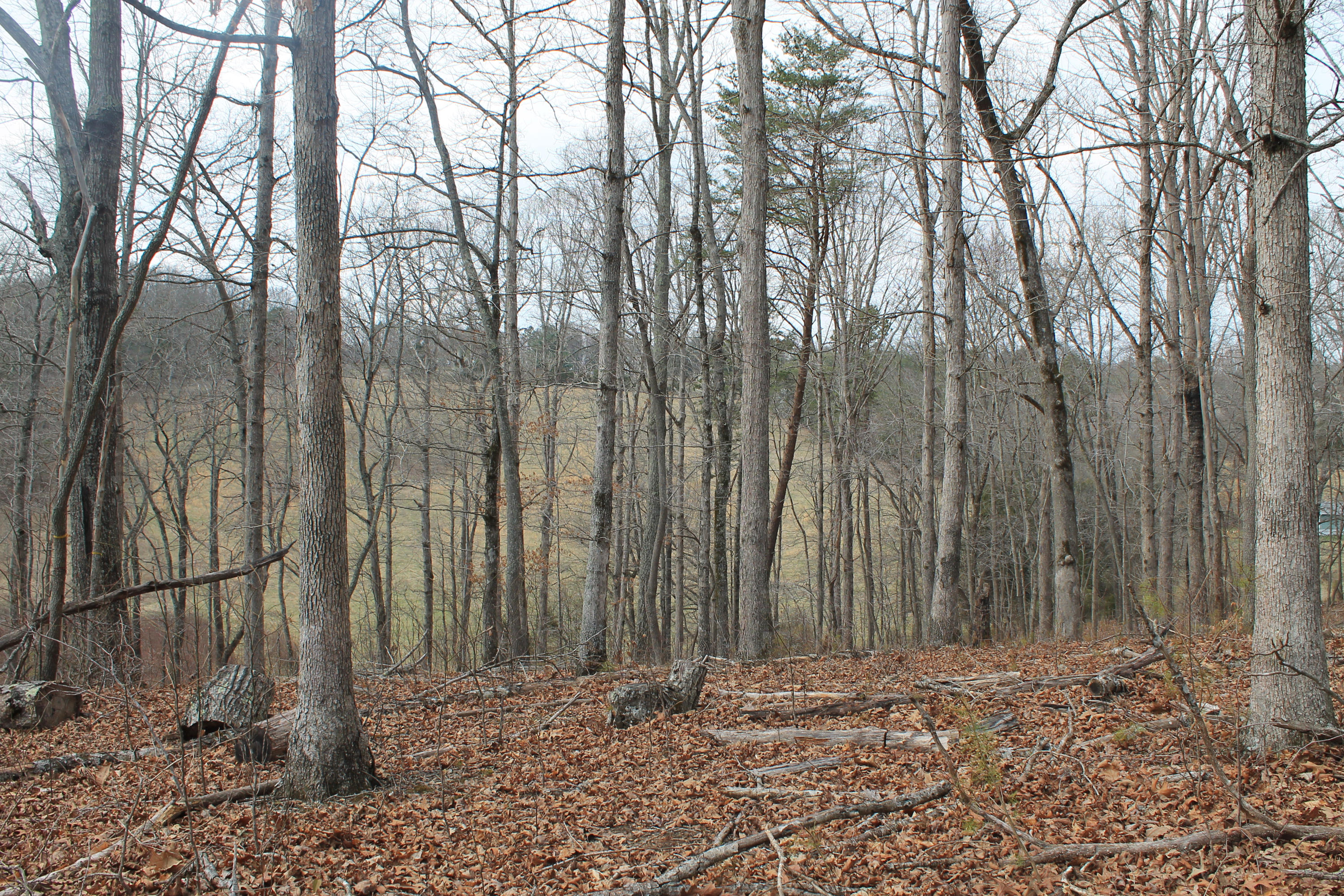 Oldholderford Road Kingston, TN 37763 - Photo 5 of 11 IMG_1603