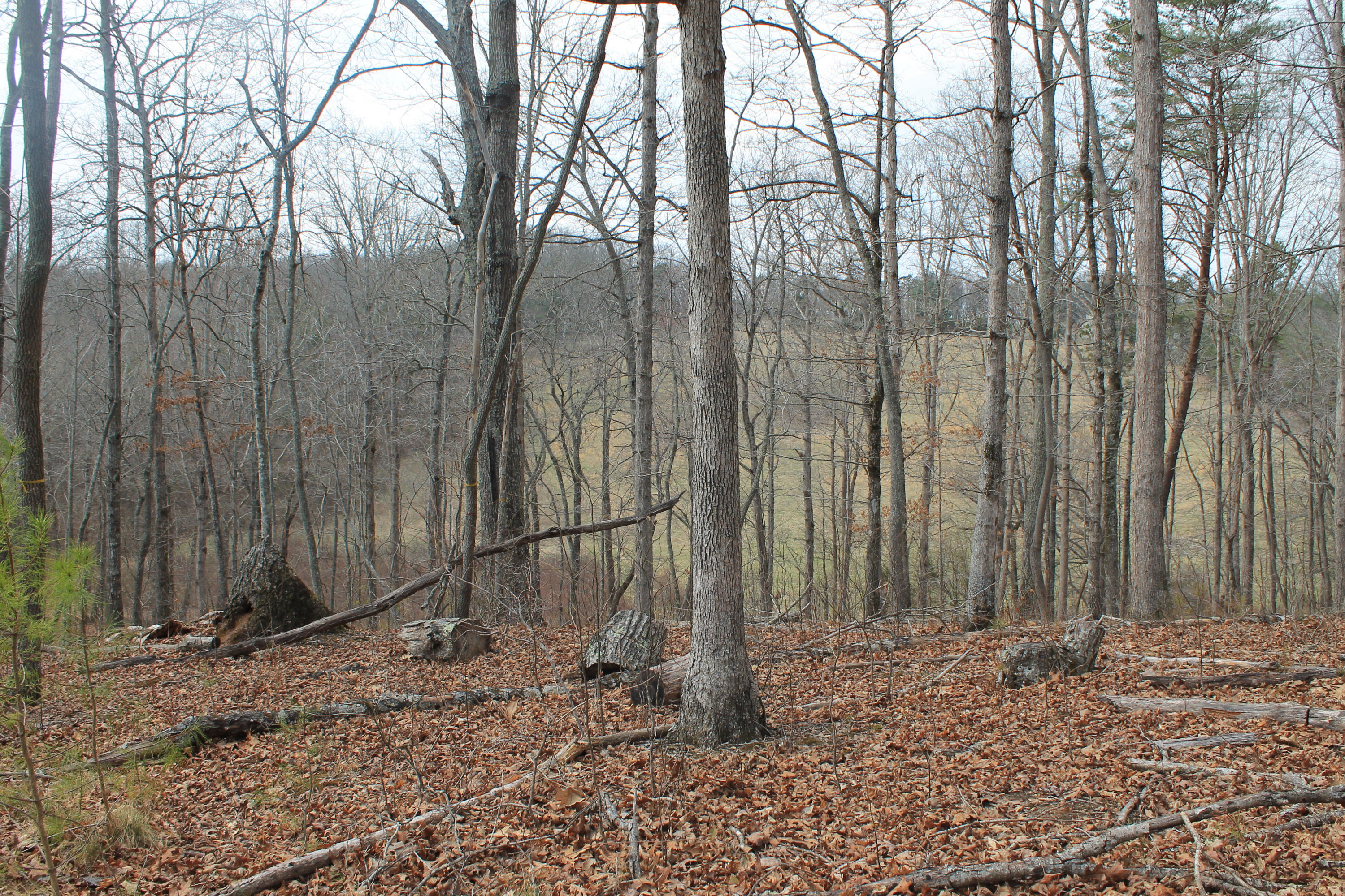 Oldholderford Road Kingston, TN 37763 - Photo 6 of 11 IMG_1604