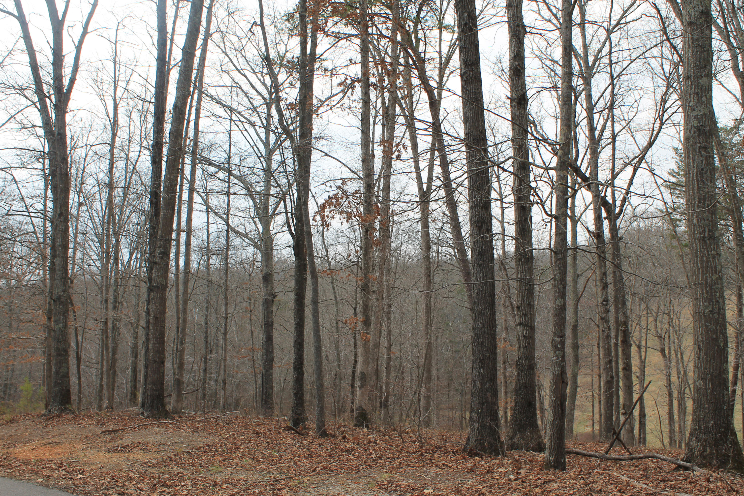 Oldholderford Road Kingston, TN 37763 - Photo 8 of 11 IMG_1610