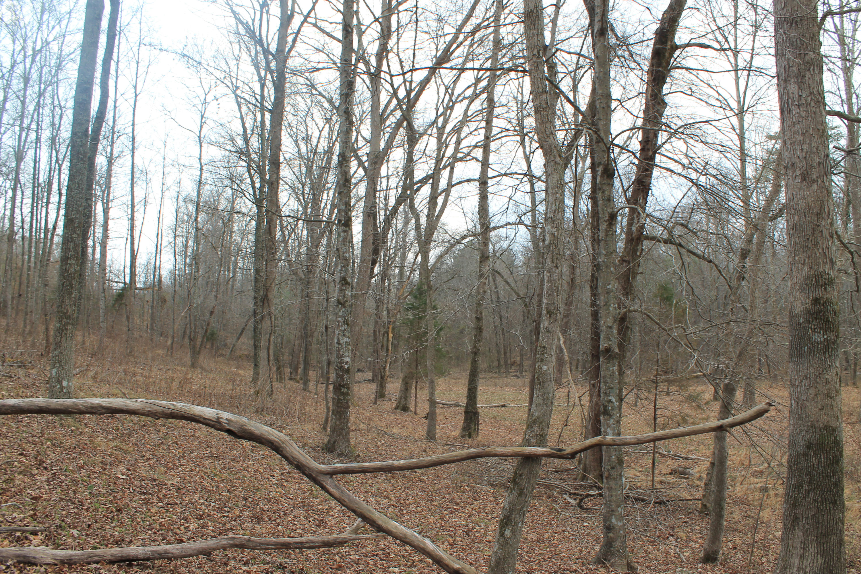 Oldholderford Road Kingston, TN 37763 - Photo 10 of 11 IMG_1631