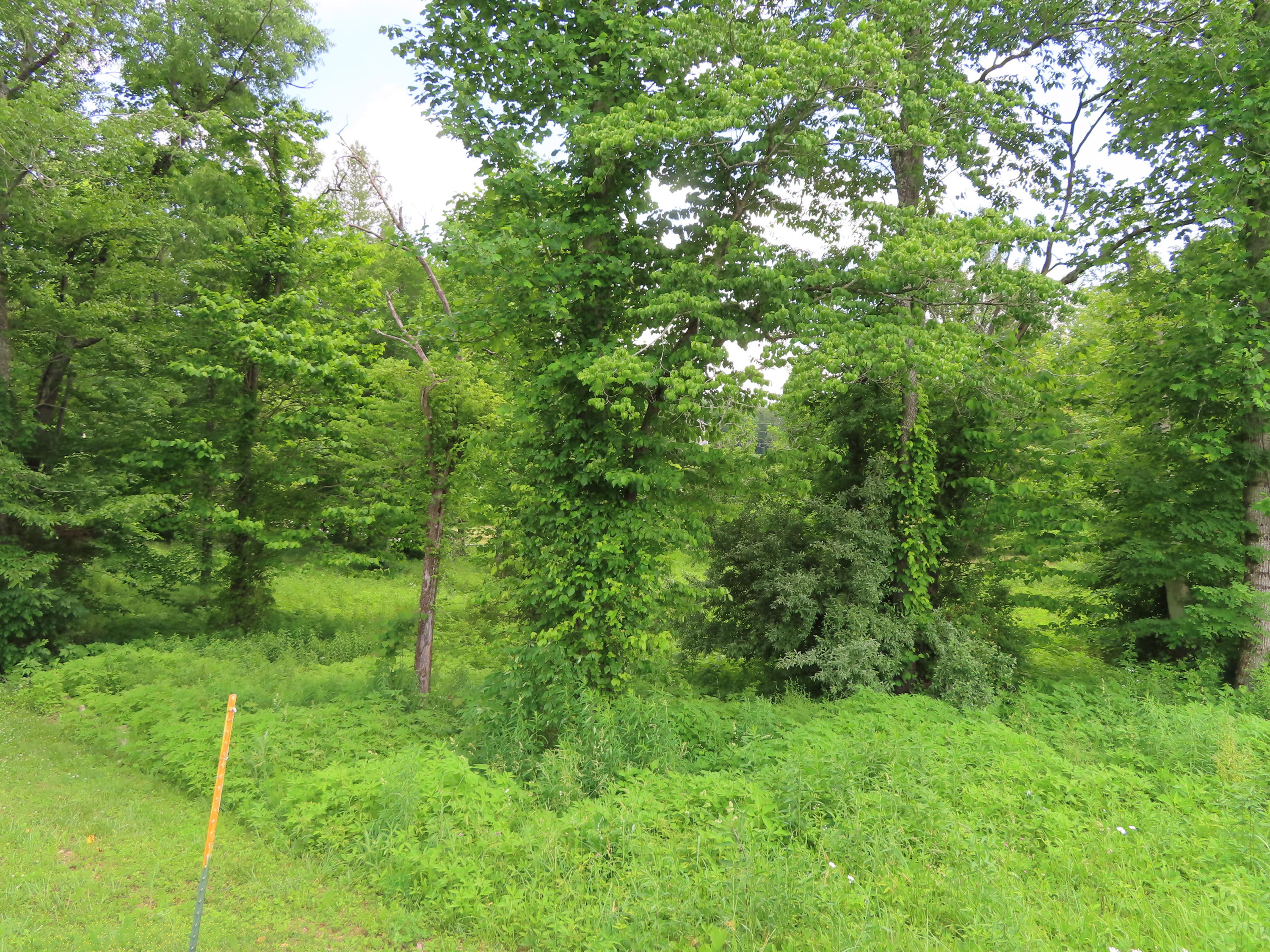 Old Leadmine Bend Road Sharps Chapel, TN 37866 - Photo 1 of 9 Lot 52 3