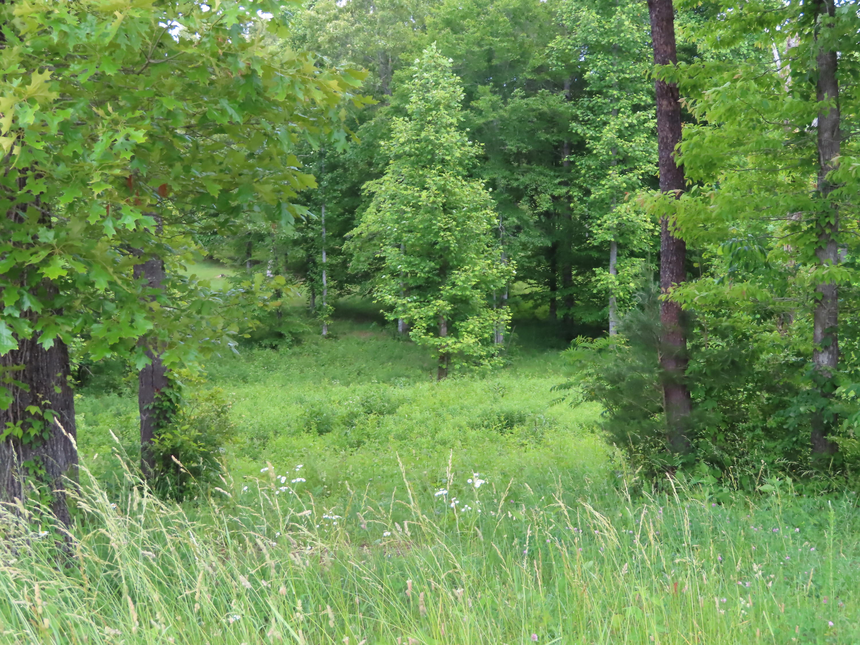 Old Leadmine Bend Road Sharps Chapel, TN 37866 - Photo 2 of 9 Lot 52 - 2