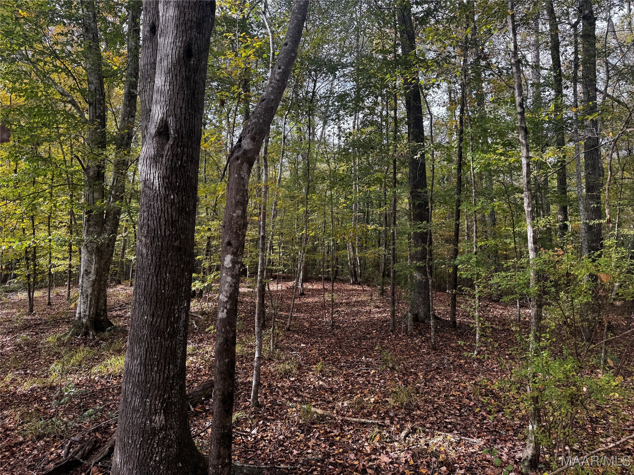 0 Coon Hop Road Hardaway, AL 36039 - Photo 65 of 67 Gallery Image 65