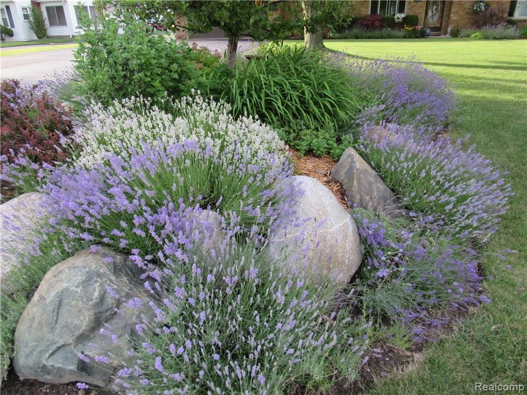 4068 Yankee Road St. Clair, MI 48079 - Photo 3 of 53 FRONT LAVENDER BED