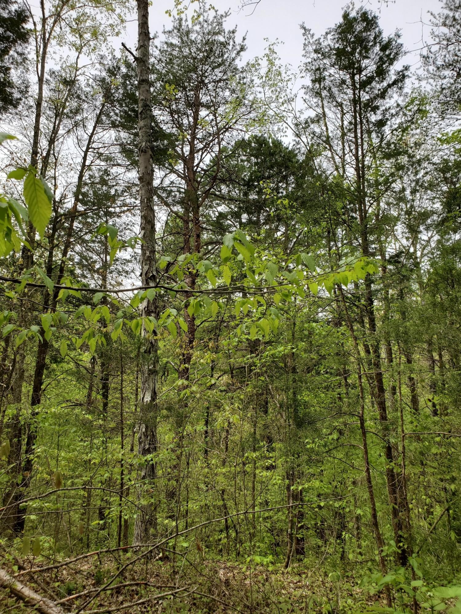 0 Ingle Hollow Road Sevierville, TN 37876 - Photo 7 of 22 Gallery Image 7
