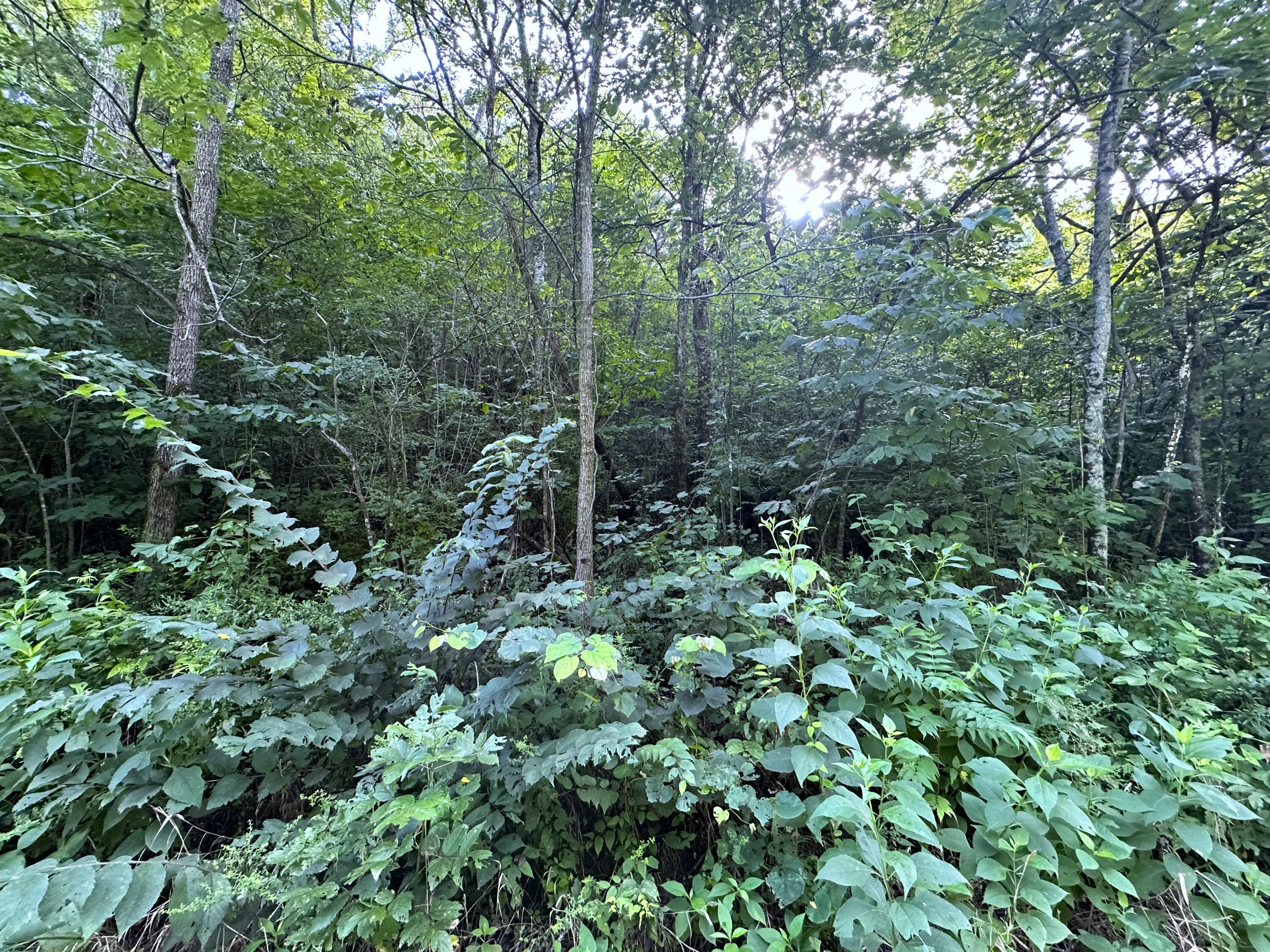 2128 Holt Town Road Newport, TN 37821 - Photo 6 of 9 6