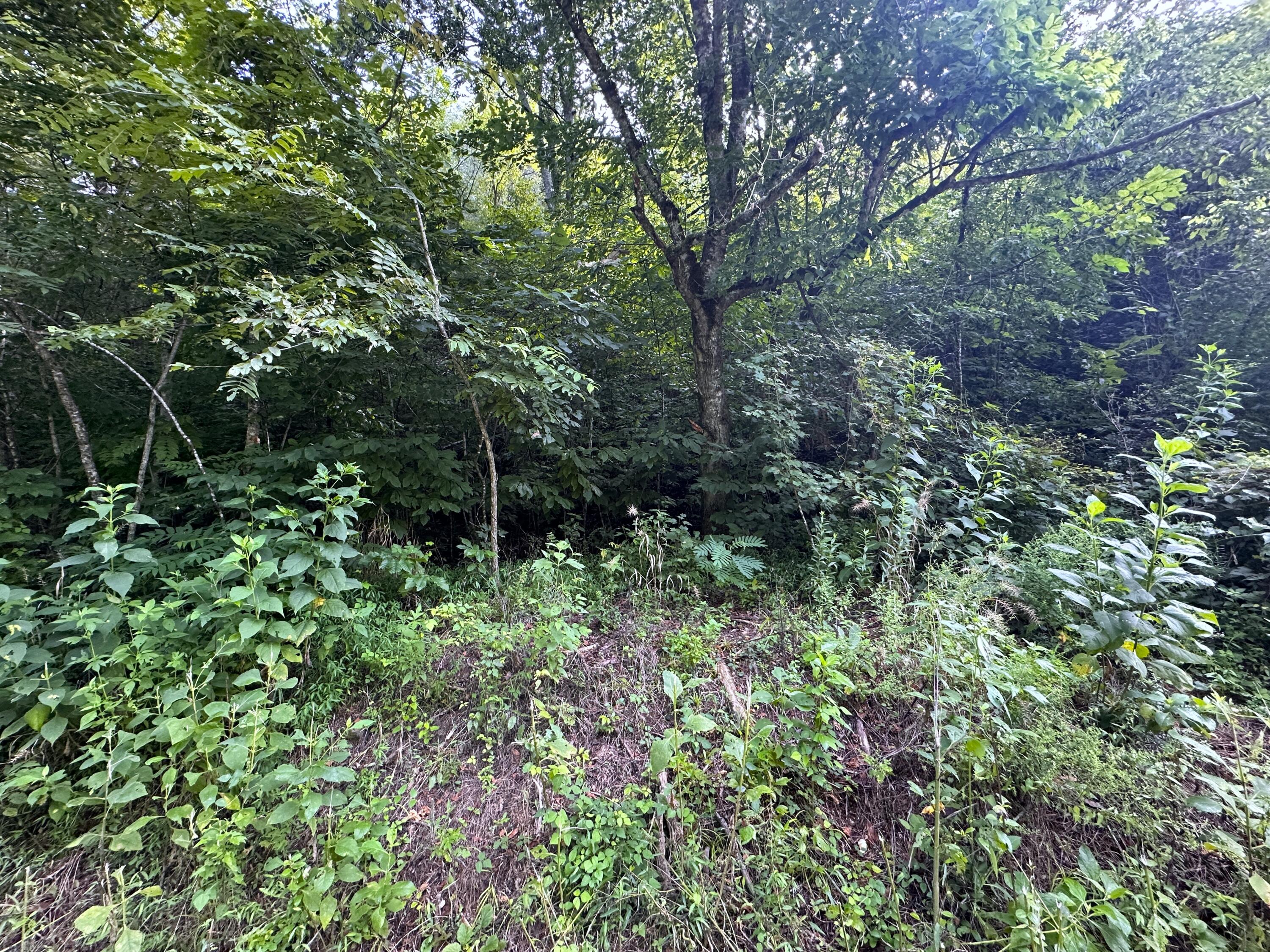 2128 Holt Town Road Newport, TN 37821 - Photo 8 of 9 8