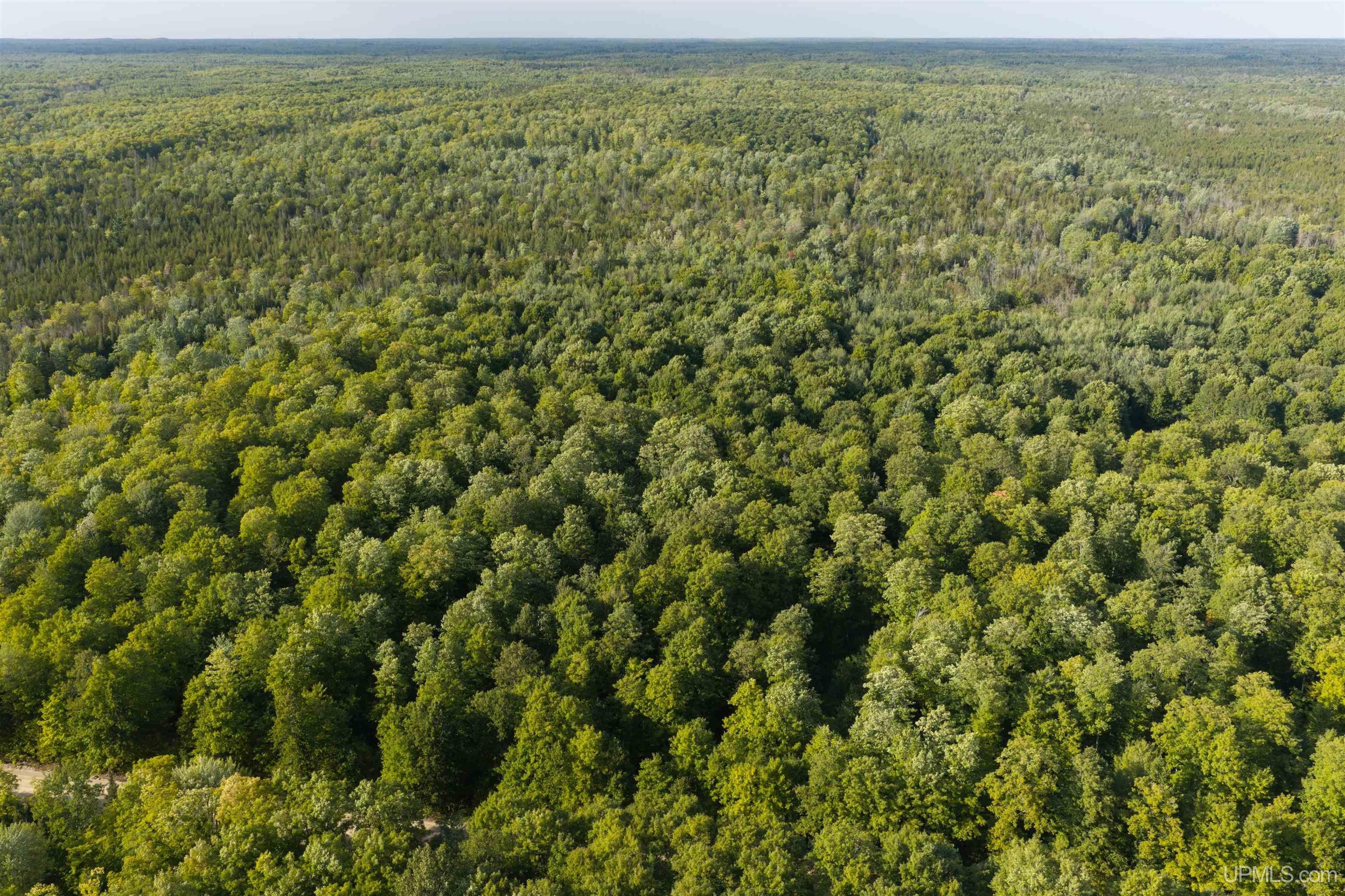 40 Acres A Off Diffin Road Trenary, MI 49891 - Photo 8 of 16 Gallery Image 8