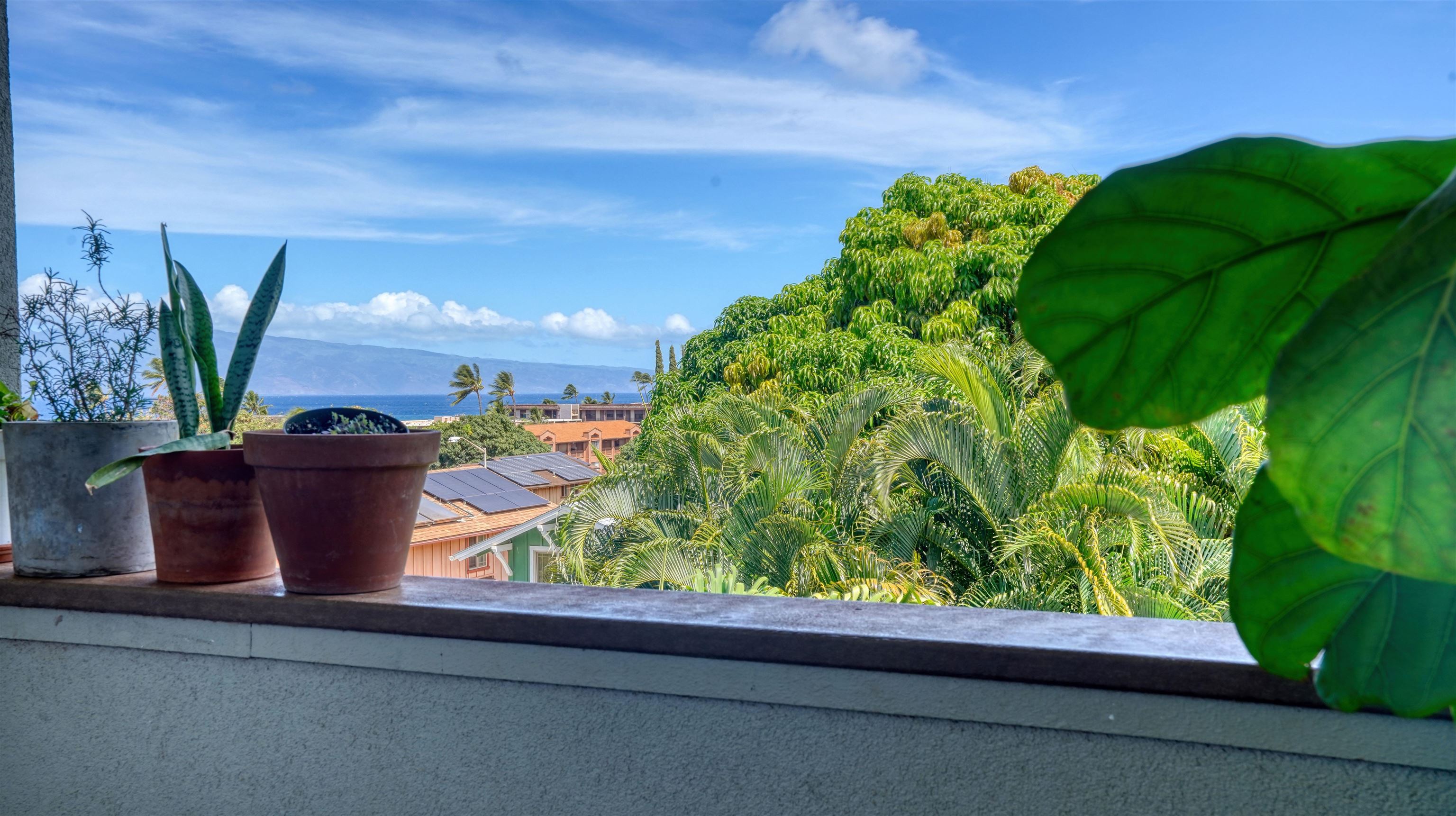 3710 Lower Honoapiilani Road, Unit F44 Lahaina, HI 96761 - Photo 16 of 41 a view of a potted plant with a garden