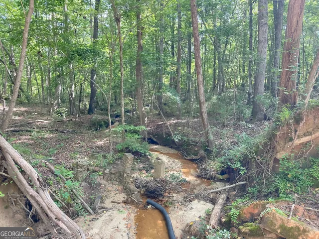 a view of a forest with trees