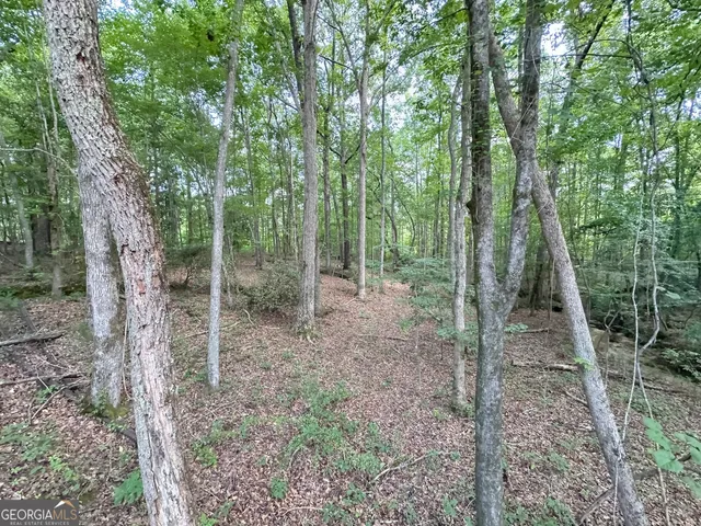 a view of a forest that has large trees