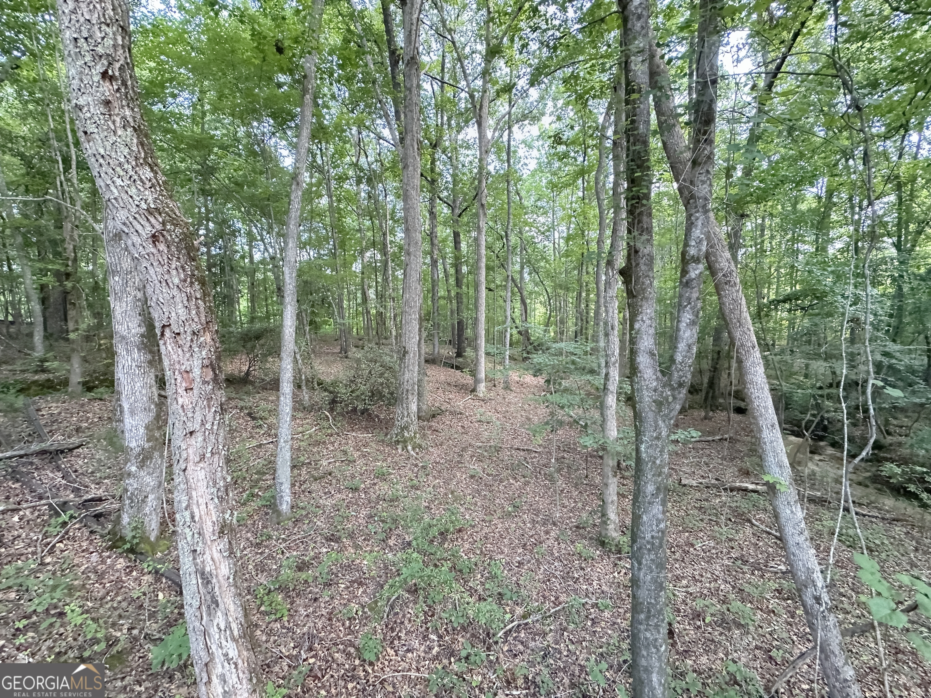 0 Fincher Street LaGrange, GA 30241 - Photo 8 of 17 a view of a forest that has large trees