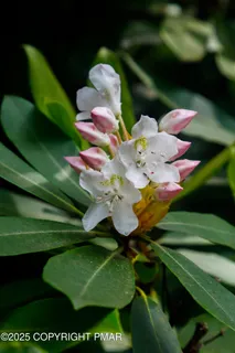 a view of a plant in a garden