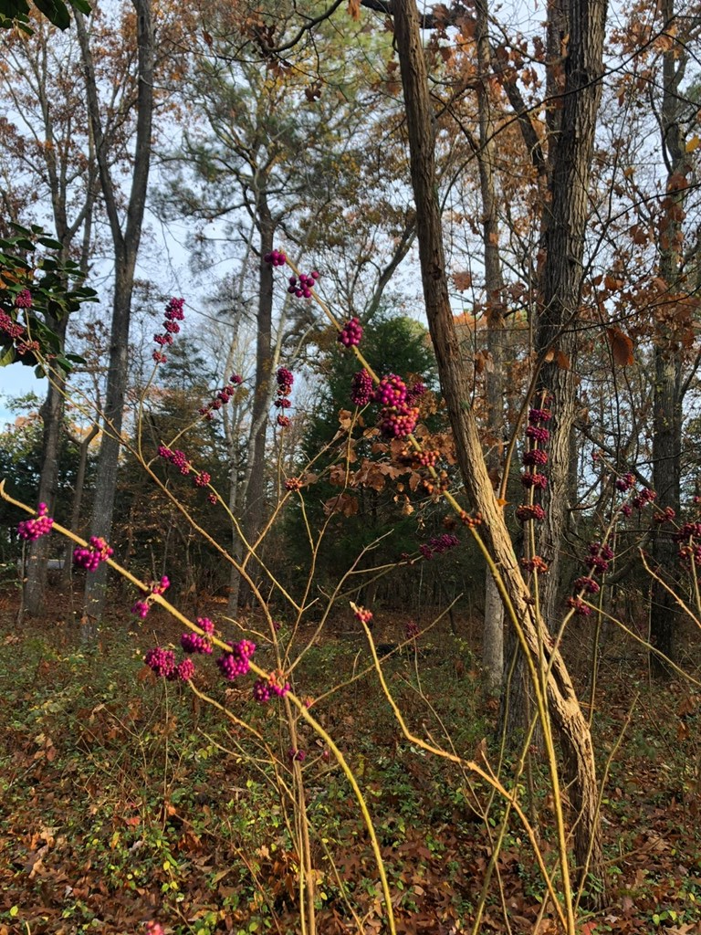 Lot 7 Lucas Trail, Unit 7 Machipongo, VA 23405 - Photo 9 of 11