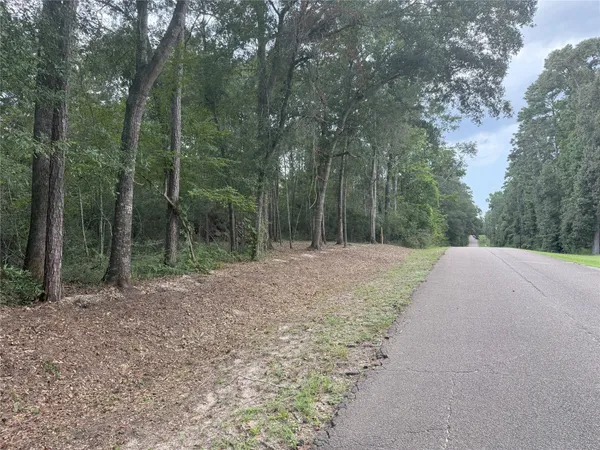 a view of a forest filled with trees