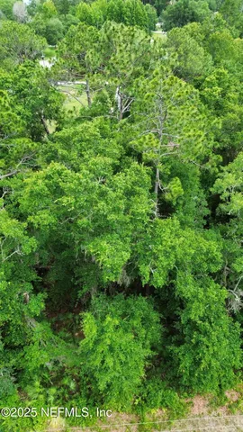 a view of a lush green forest