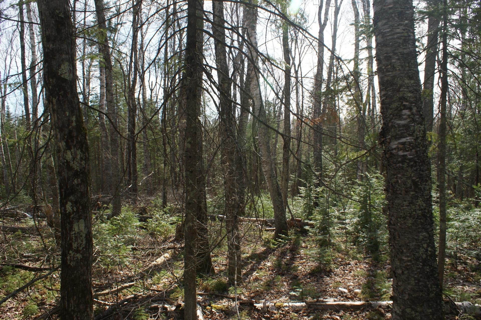 Tbd Tall Timbers Road Presque Isle, WI 54557 - Photo 2 of 16 Gallery Image 2