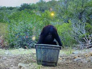 2523 Southwest St Rocksprings Tx 78880 Del Rio, TX 78840 - Photo 22 of 80 Black Bear