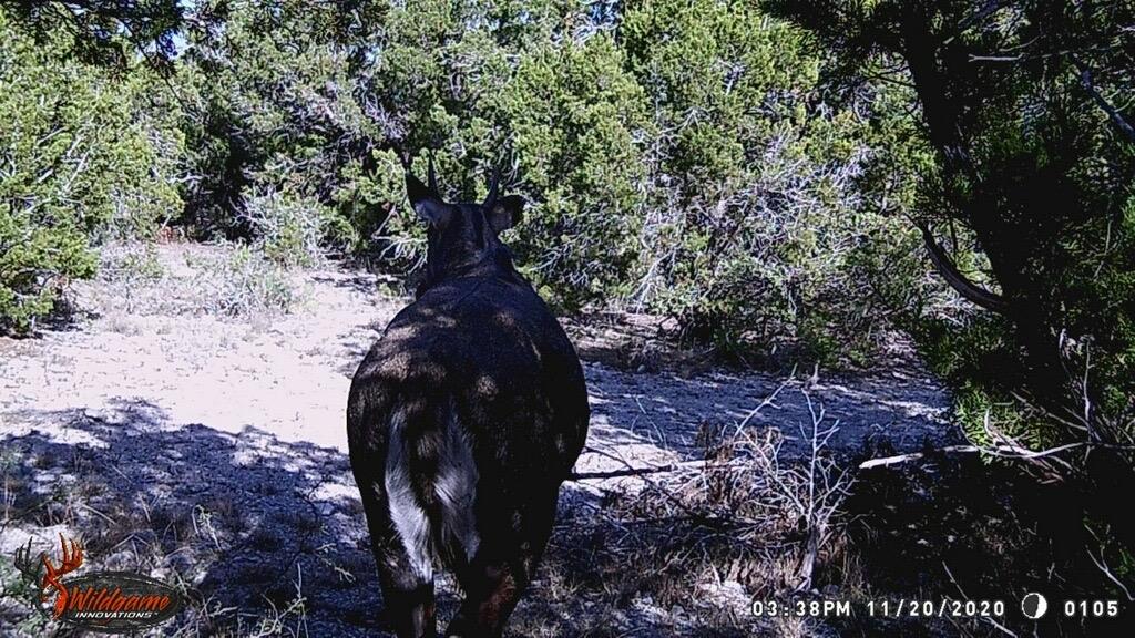 2523 Southwest St Rocksprings Tx 78880 Del Rio, TX 78840 - Photo 28 of 80 a view of a tree in a yard